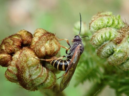 Strongylogaster sp.